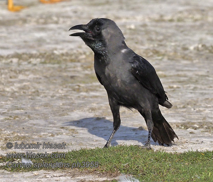 Corvus splendens