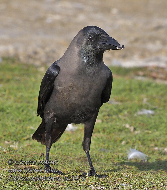 Corvus splendens