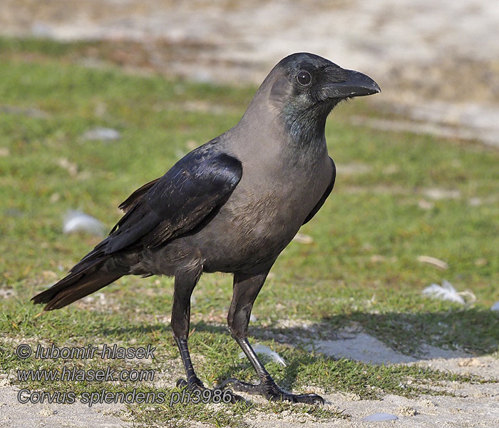 Corvus splendens