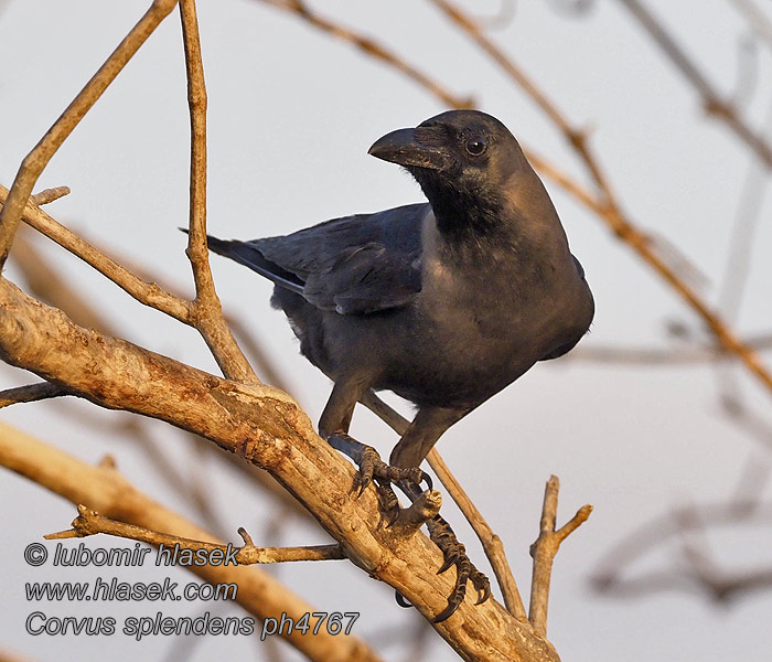 Corvus splendens