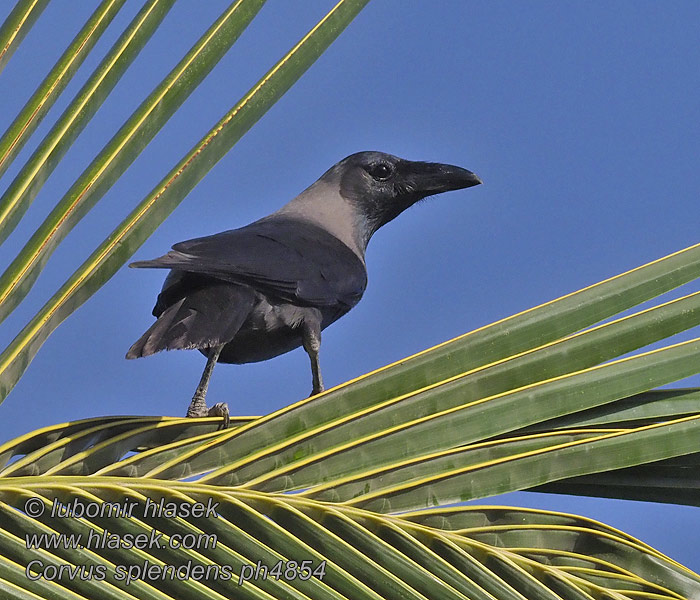 Corvus splendens