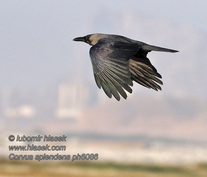 Corvus splendens