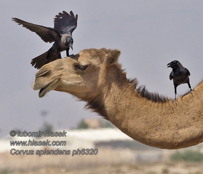 Corvus splendens