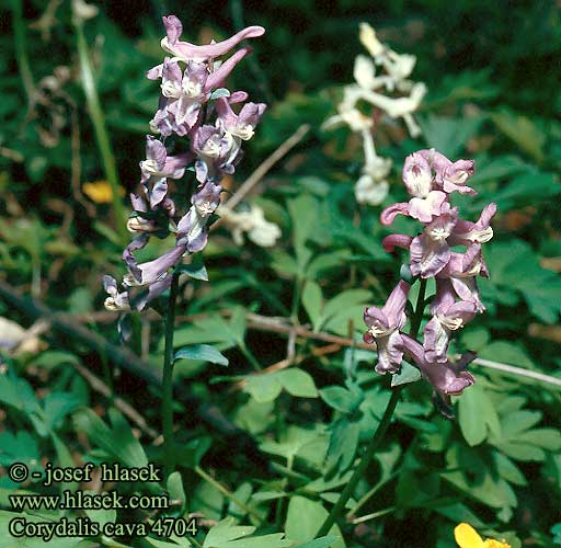 Corydalis cava Bulbous Corydalis Hulrodet Larkespore