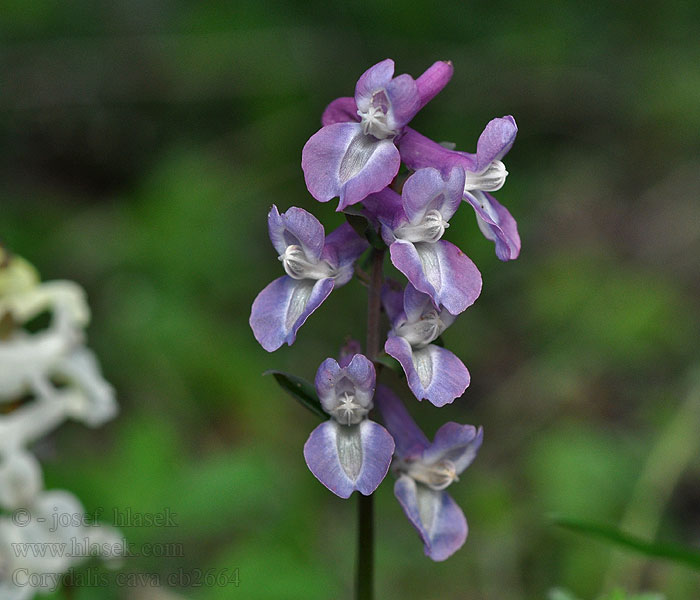 Corydalis cava Corydale creuse bulbeux Holwortel