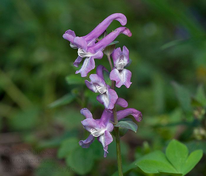 Corydalis cava Colombina cava Odvas keltike