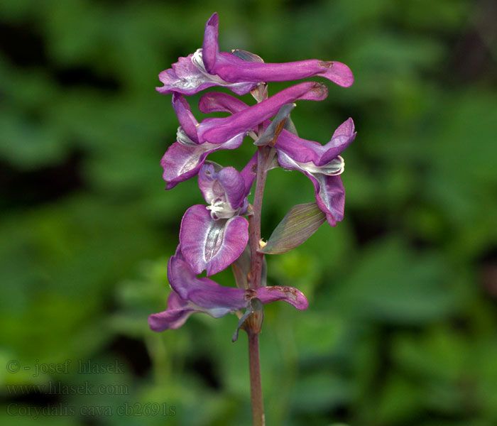 Corydalis cava Hohler Lerchensporn Kokorycz pusta