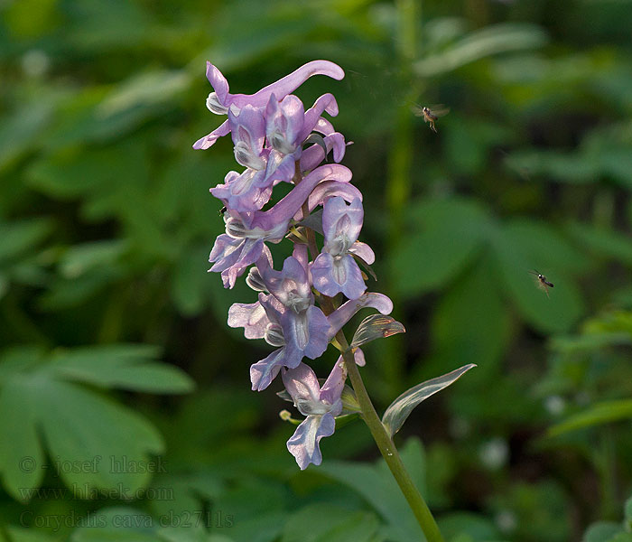 Corydalis cava Chochlačka dutá Dymnivka dutá