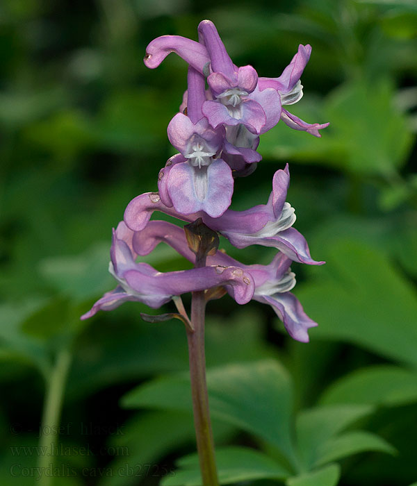 Corydalis cava Coridalis Hålnunneört