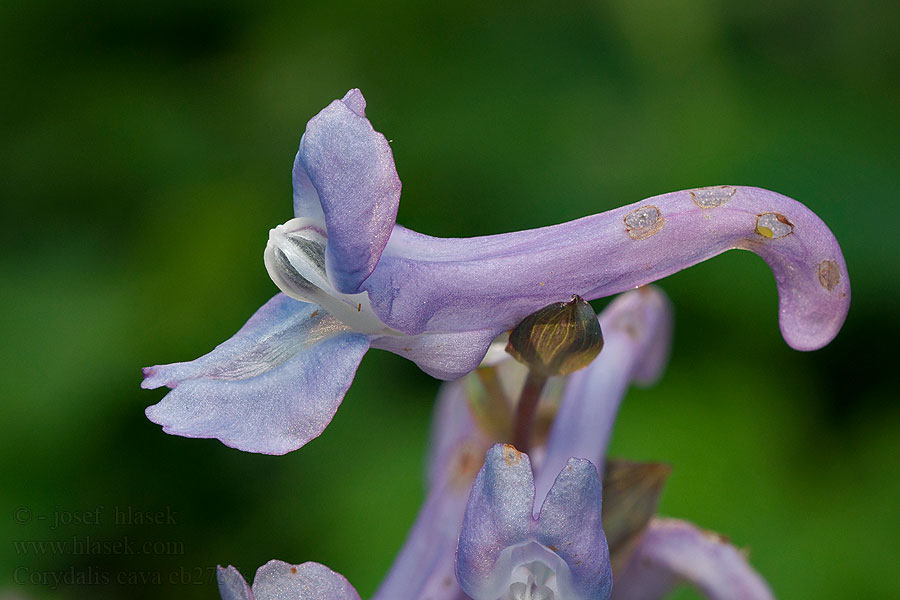 Hohler Lerchensporn Хохлатка полая Corydalis cava