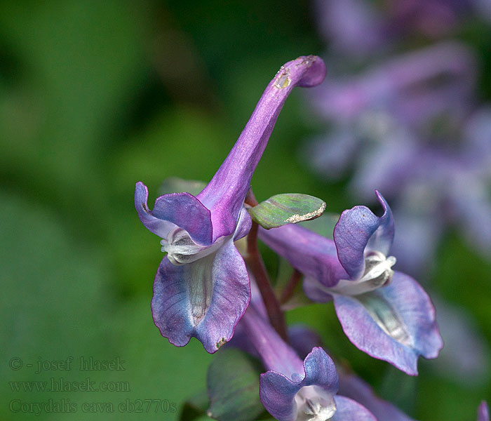 Dymnivka dutá Corydalis cava