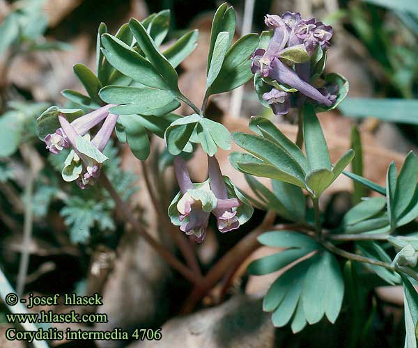 Corydalis intermedia Fumaria fabacea Colombina media Bókoló keltike