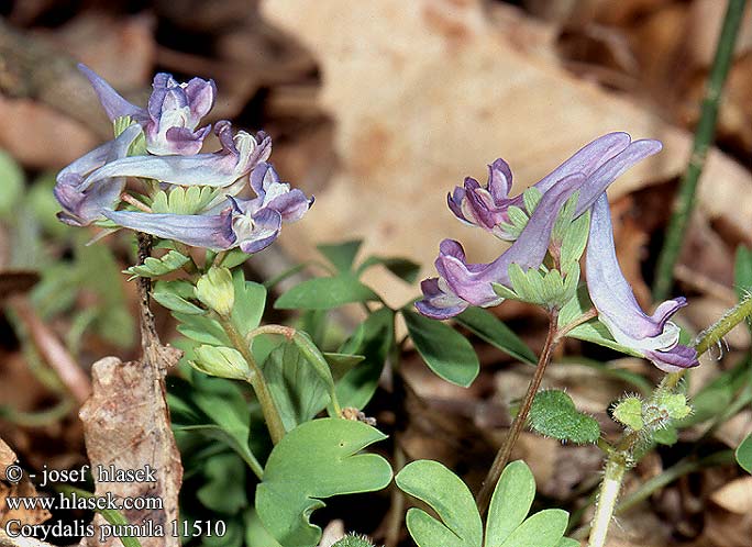 Corydalis pumila