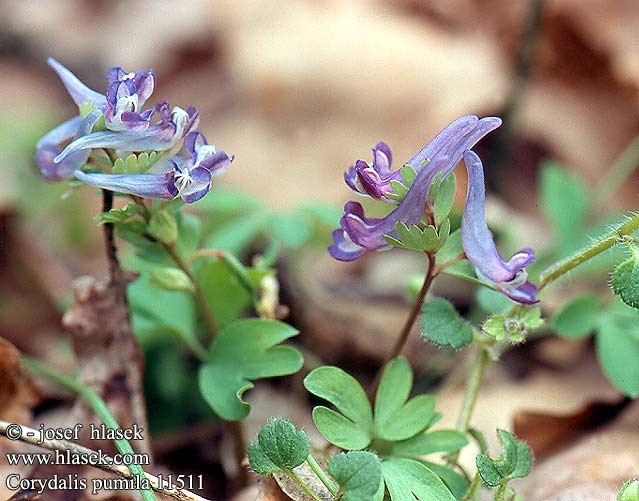 Corydalis pumila