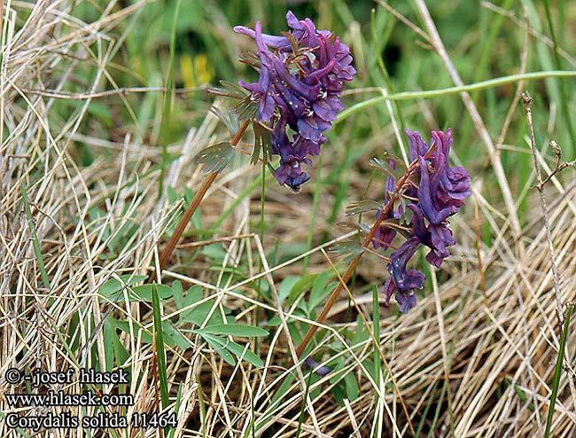 Corydalis solida Pink Langstilket Larkespore Pystykiurunkannus