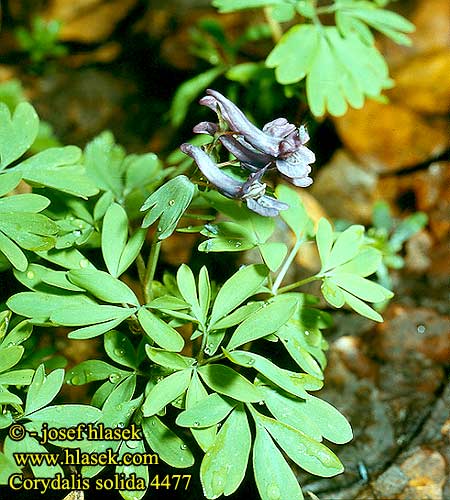 Corydale pleine solide vingerhelmbloem Colombina solida