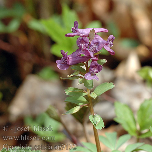 Corydalis solida Chochlačka plná Dymnivka Vingerhelmbloem