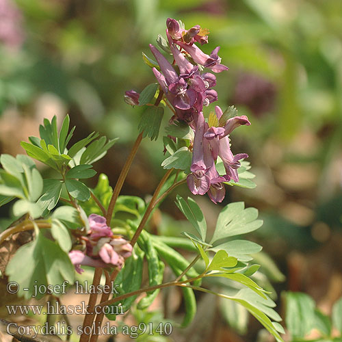 Corydalis solida Dymnivka plná Хохлатке плотной Pink Langstilket