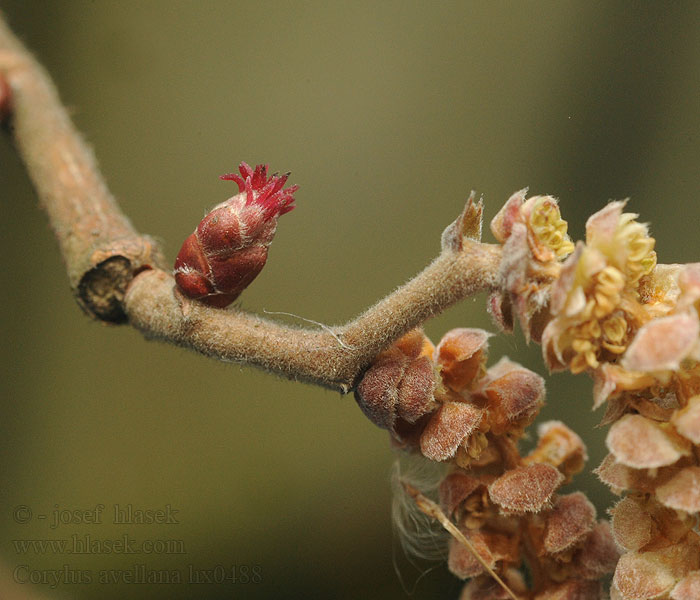 Corylus avellana