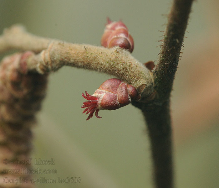 Corylus avellana