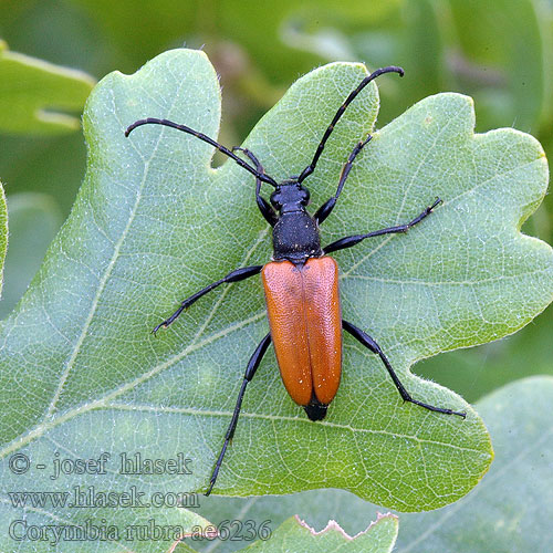 Fuzáč obyčajný Corymbia rubra