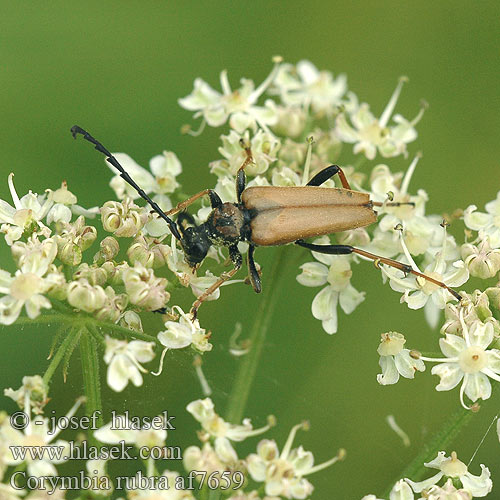 Corymbia rubra Stictoleptura Leptura Tesařík obecný Red Longhorn Beetle Rode smalbok Rød blomsterbuk Rothalsbock Лептура красная Zmorsznik Лептура-коримбія червонаczerwony Gulröd blombock Raudonoji leptura Lepture rouge Vörös virágcincér Fuzáč obyčajný