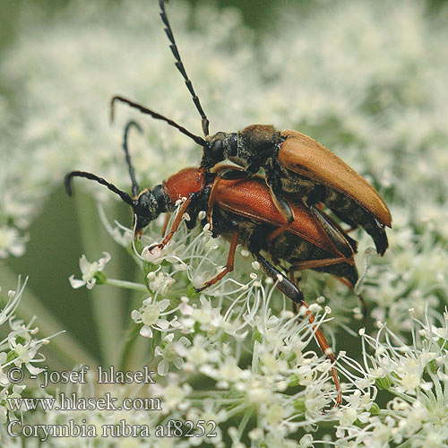 Red Longhorn Beetle Rode smalbok Rød blomsterbuk Rothalsbock Лептура красная Zmorsznik Лептура-коримбія червонаczerwony Gulröd blombock Raudonoji leptura Lepture rouge Vörös virágcincér Fuzáč obyčajný Corymbia rubra Stictoleptura Leptura Tesařík obecný