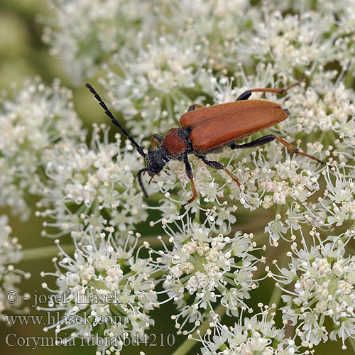 Лептура красная Zmorsznik Лептура-коримбія червонаczerwony Gulröd blombock Raudonoji leptura Lepture rouge Vörös virágcincér Fuzáč obyčajný Corymbia rubra Stictoleptura Leptura Tesařík obecný Red Longhorn Beetle Rode smalbok Rød blomsterbuk Rothalsbock