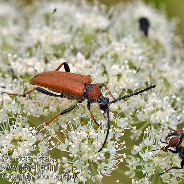 Gulröd blombock Raudonoji leptura Lepture rouge Vörös virágcincér Fuzáč obyčajný Corymbia rubra Stictoleptura Leptura Tesařík obecný Red Longhorn Beetle Rode smalbok Rød blomsterbuk Rothalsbock Лептура красная Zmorsznik Лептура-коримбія червонаczerwony