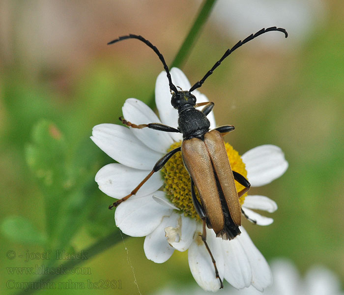 Rothalsbock Zmorsznik czerwony Corymbia rubra