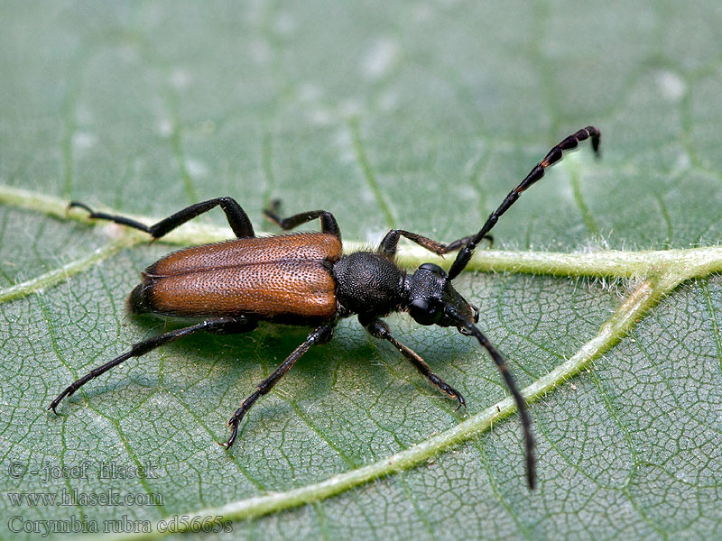 Red Longhorn Beetle Rode smalbok Rød blomsterbuk Corymbia rubra