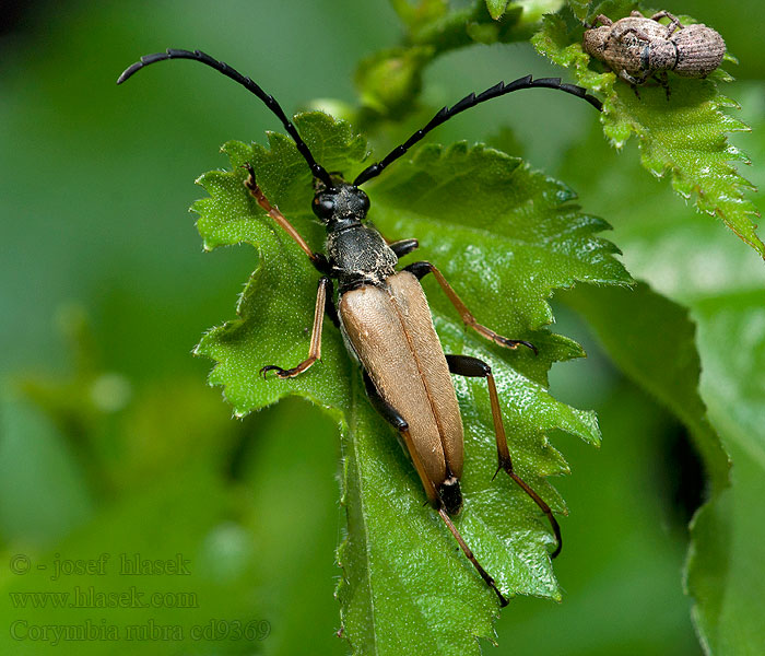 Stictoleptura Leptura Tesařík obecný Corymbia rubra