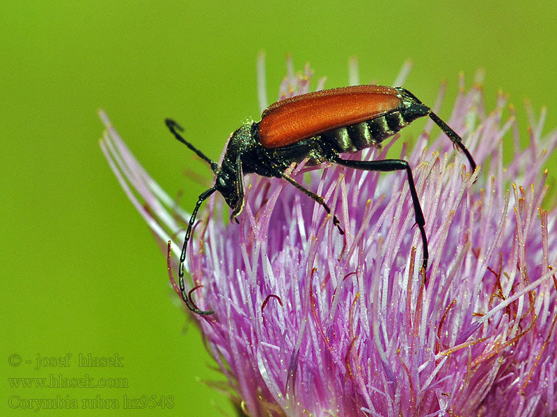 Tesařík obecný Corymbia rubra