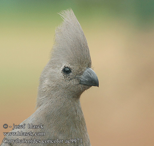 Corythaixoides concolor Crinifer Grey Go-away-bird