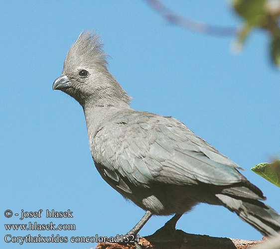 Corythaixoides concolor Crinifer Grey Go-away-bird