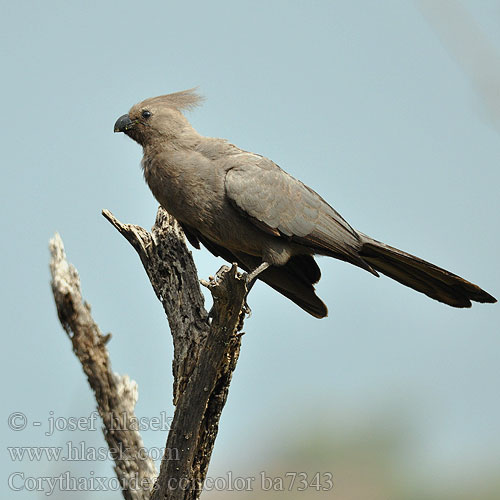 Corythaixoides concolor ba7343