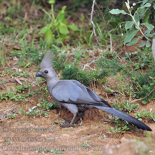 Corythaixoides concolor ba7539
