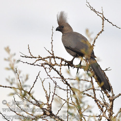 Turako světlý Sparák šedý Kwêvoël umKlewu Gowee Kijivu Mokuê Kuwe Nkwe Turaco Unicolor