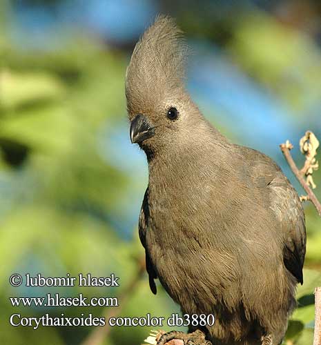 Corythaixoides concolor db3880