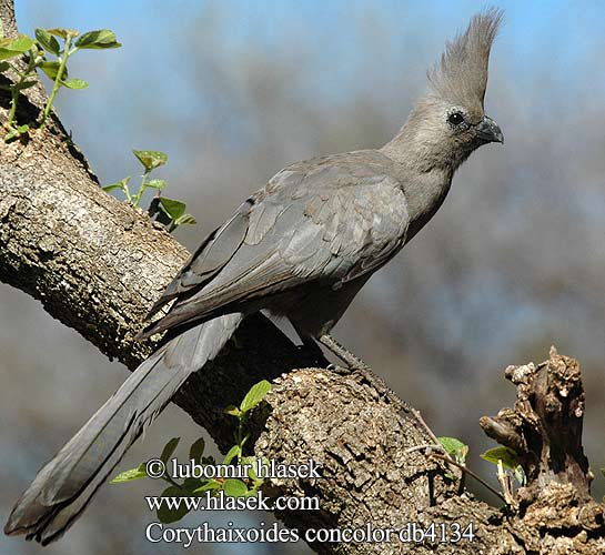 Corythaixoides concolor db4134