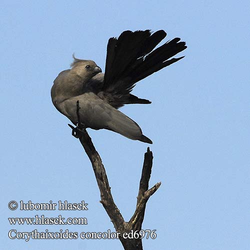 Turaco Unicolor Turaco unicolore ムジハイイロエボシドリ