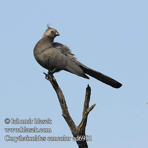 Corythaixoides concolor ed6981