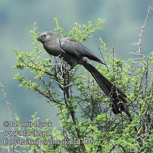 Grey Loerie Grå larmfugl Lourie Töyhtöturako Touraco concolore