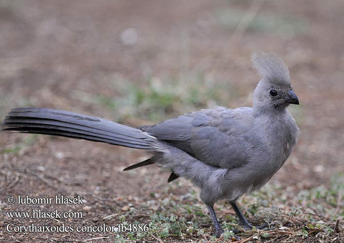 Kwêvoël umKlewu Gowee Kijivu Mokuê Kuwe Nkwe Turaco Unicolor