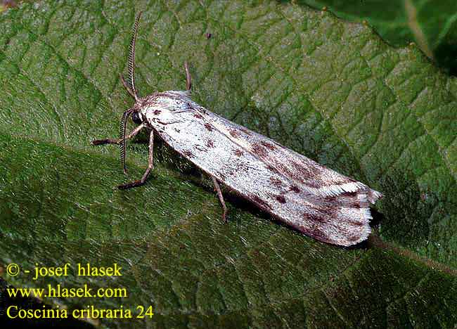 Coscinia cribraria cribaria Phalaena cribrum Speckled Footman