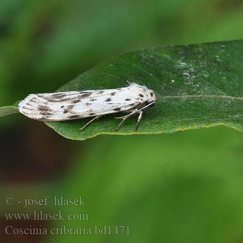 Speckled Footman Weisser Grasbär Přástevník fialkový