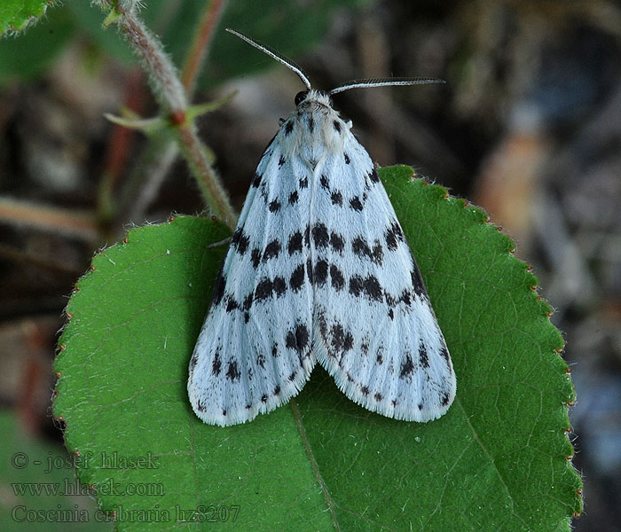 Weisser Grasbär Coscinia cribraria