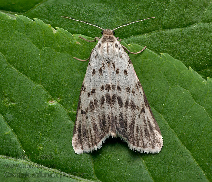 Coscinia cribraria