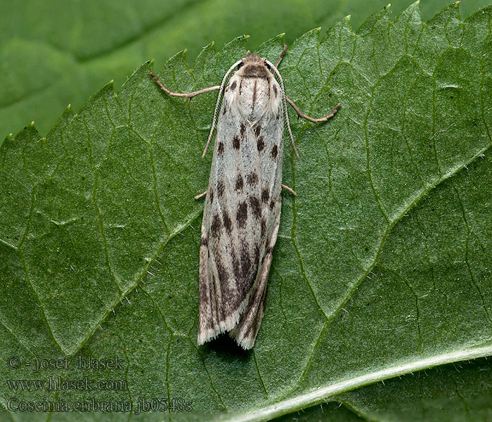 Coscinia cribraria