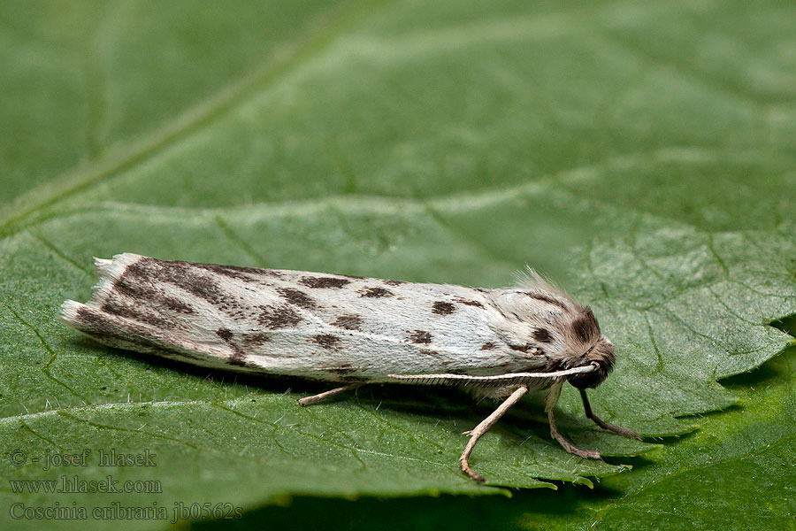 Coscinia cribraria